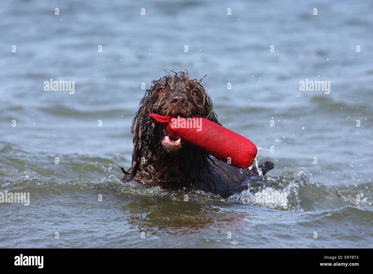 playing German Broken-coated Pointing Dog Stock Photo