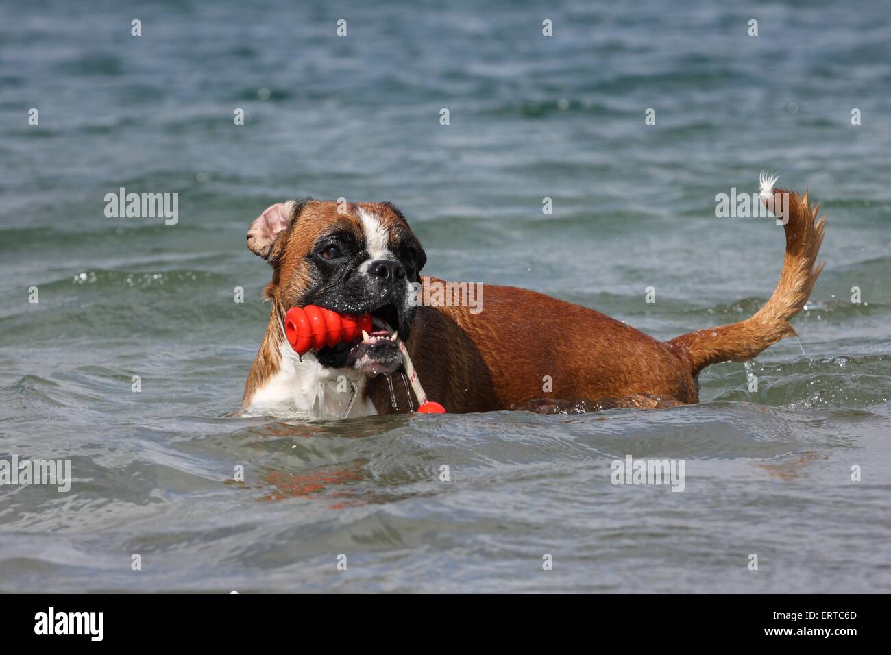 Are Boxer Dogs Good Swimmers
