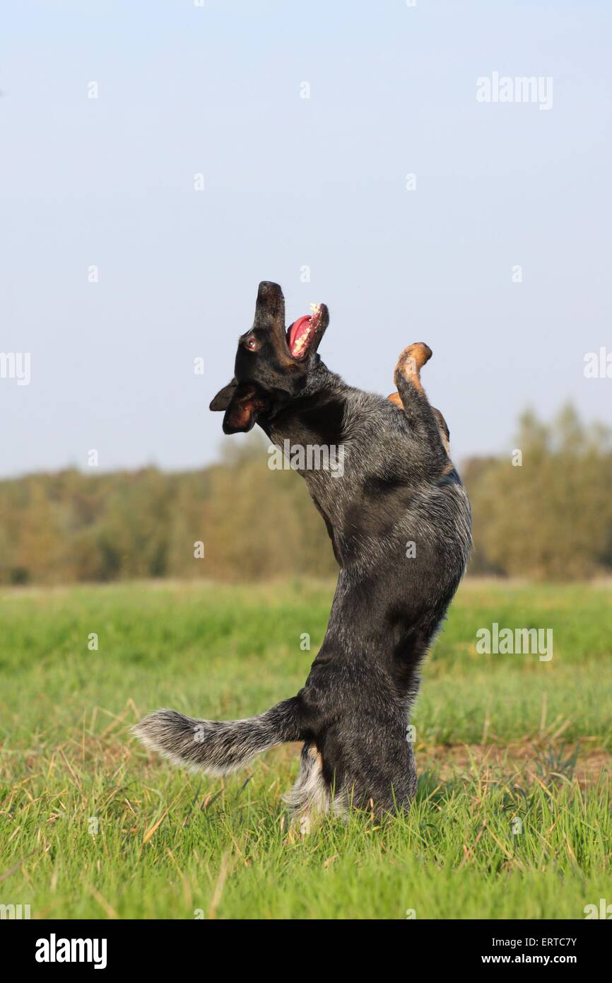 Australian Cattle Dog shows trick Stock Photo
