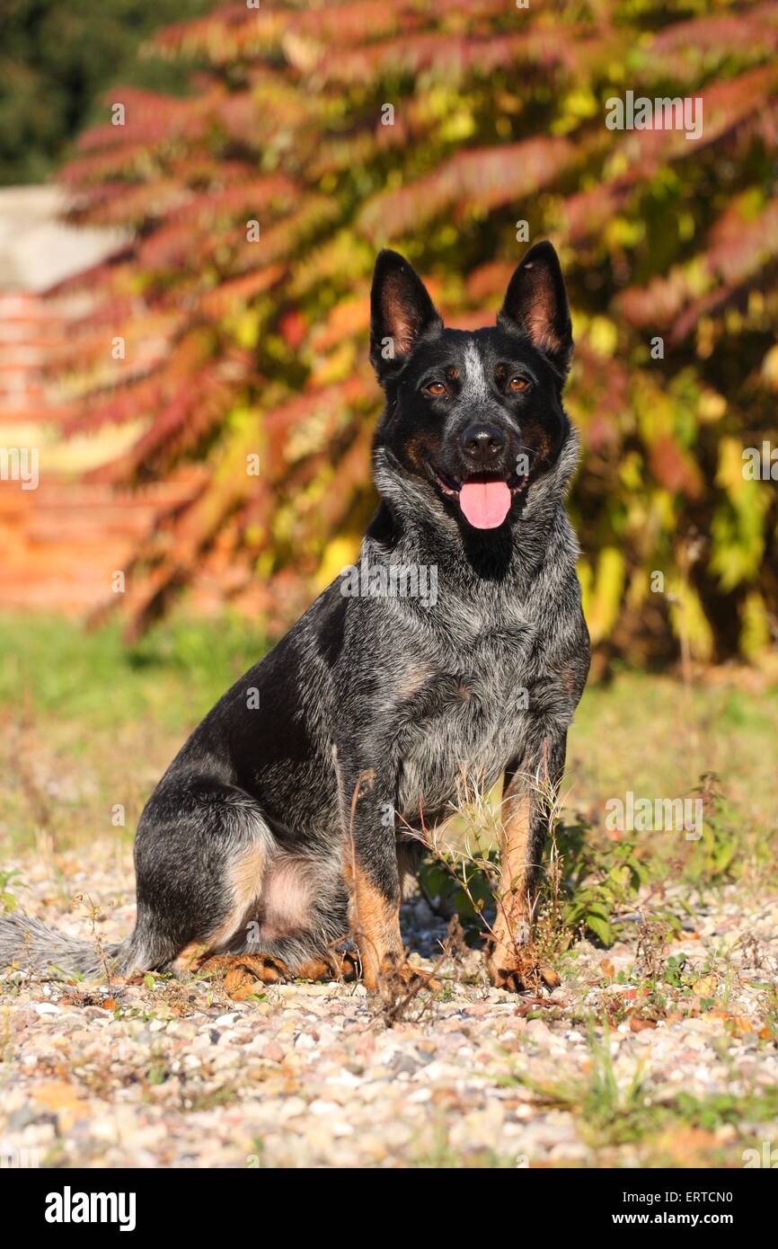 sitting Australian Cattle Dog Stock Photo