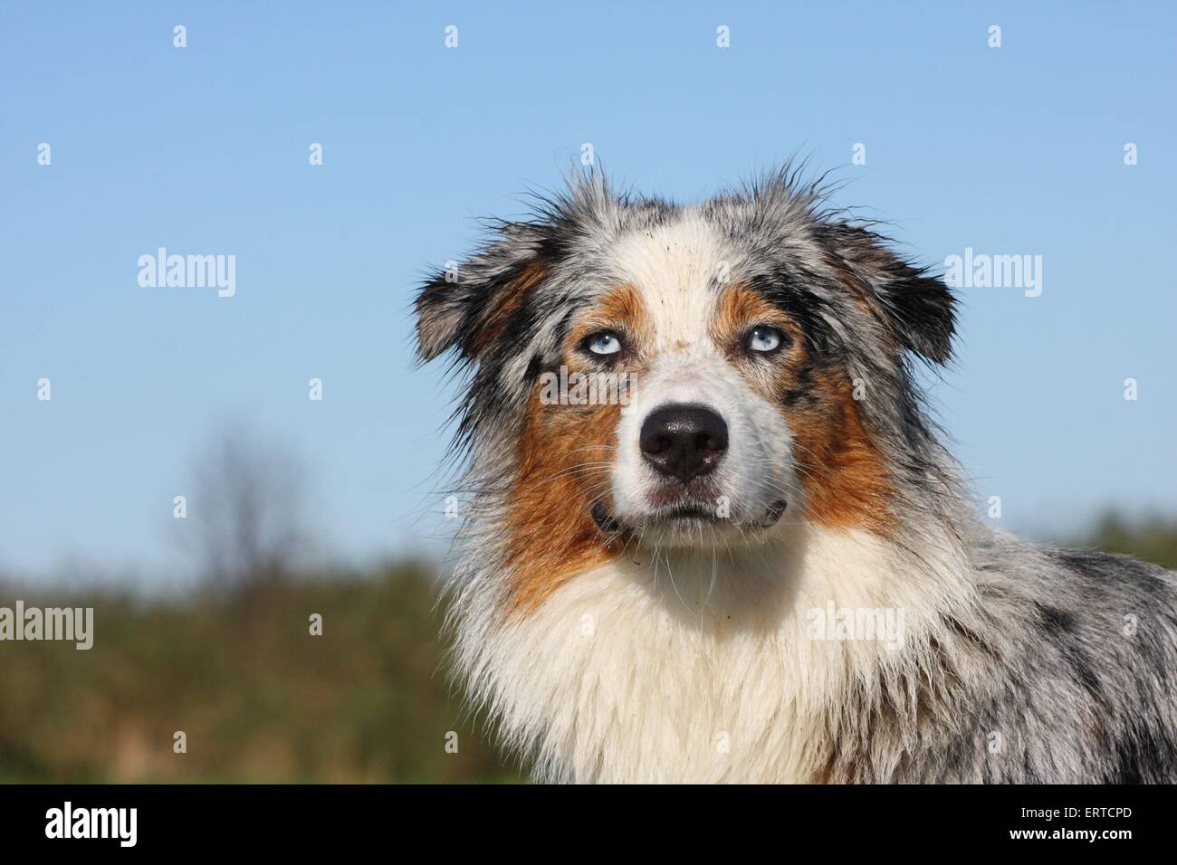 Australian Shepherd Portrait Stock Photo - Alamy
