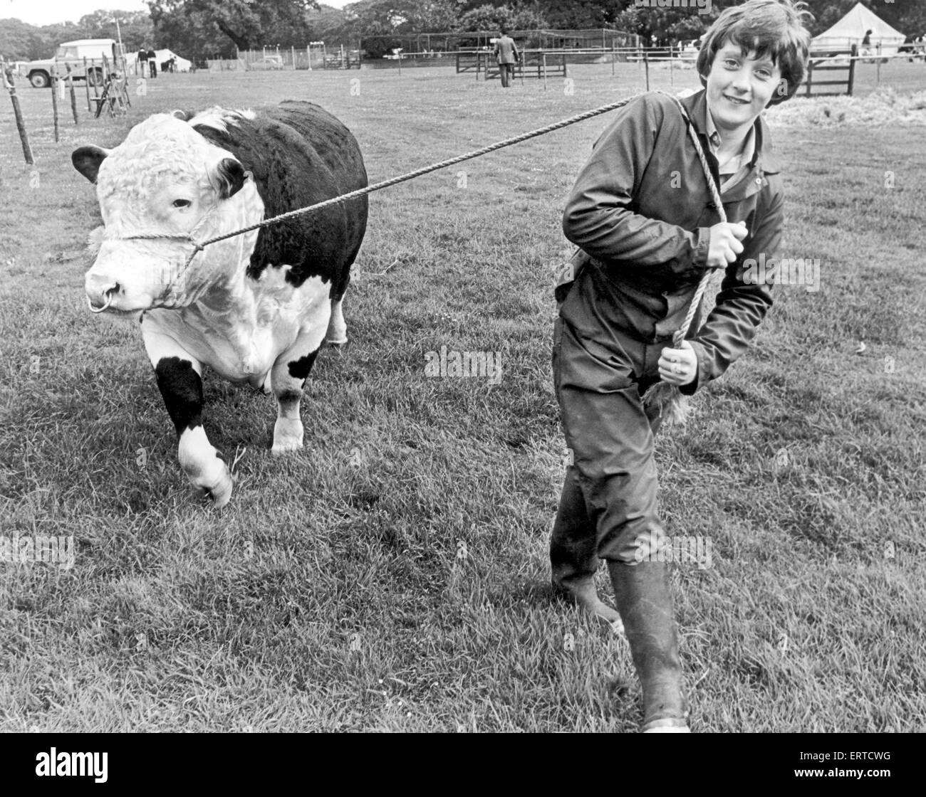 14 year old Authur Redpath walking his Dad's 'Incredible Hulk' -  a handsome Hereford bull at Cleveland County Show. 22nd July 1978. Stock Photo