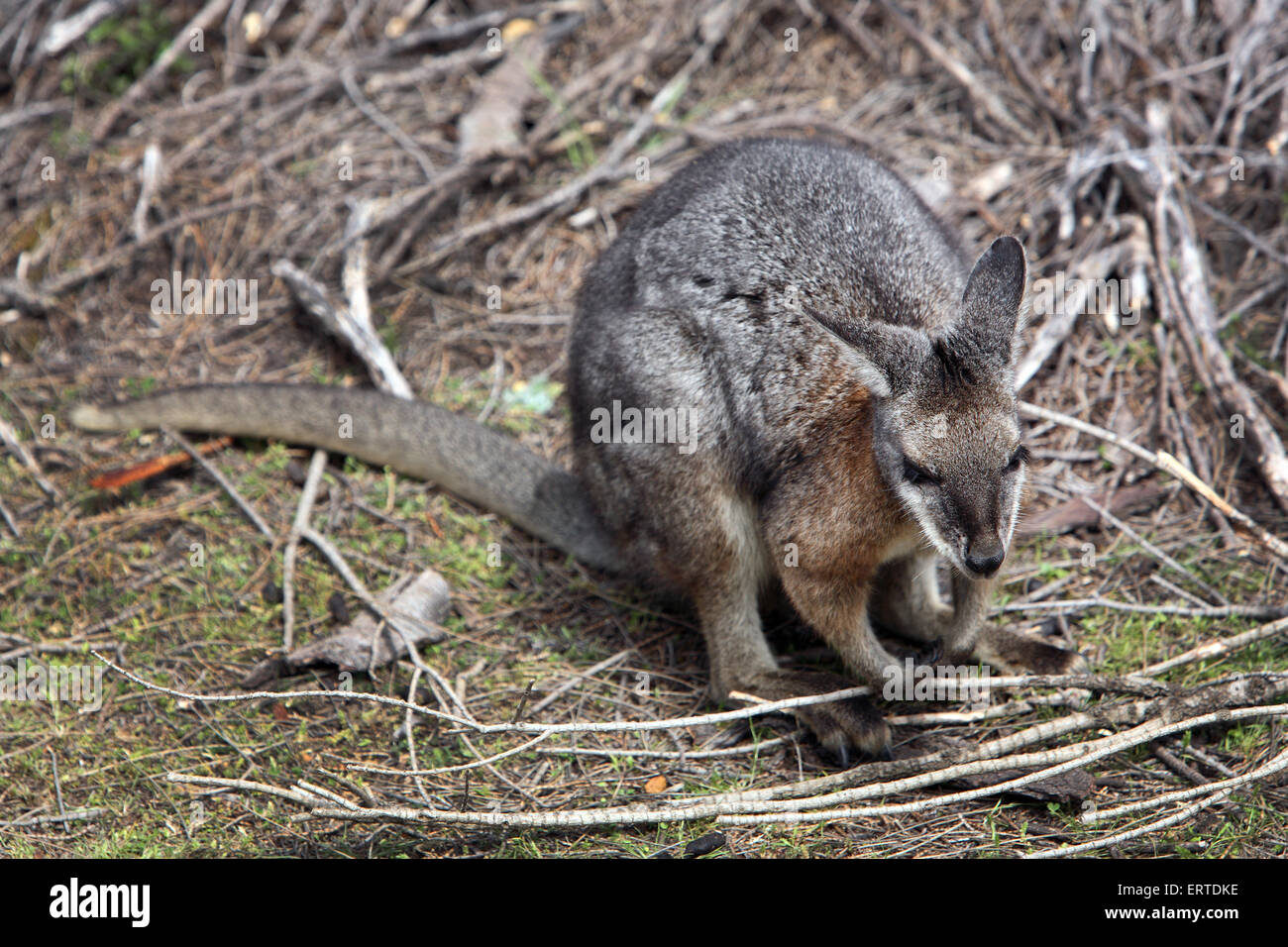 Wallaby. Flinders Chase National Park, Kangaroo Island, South Australia. Stock Photo
