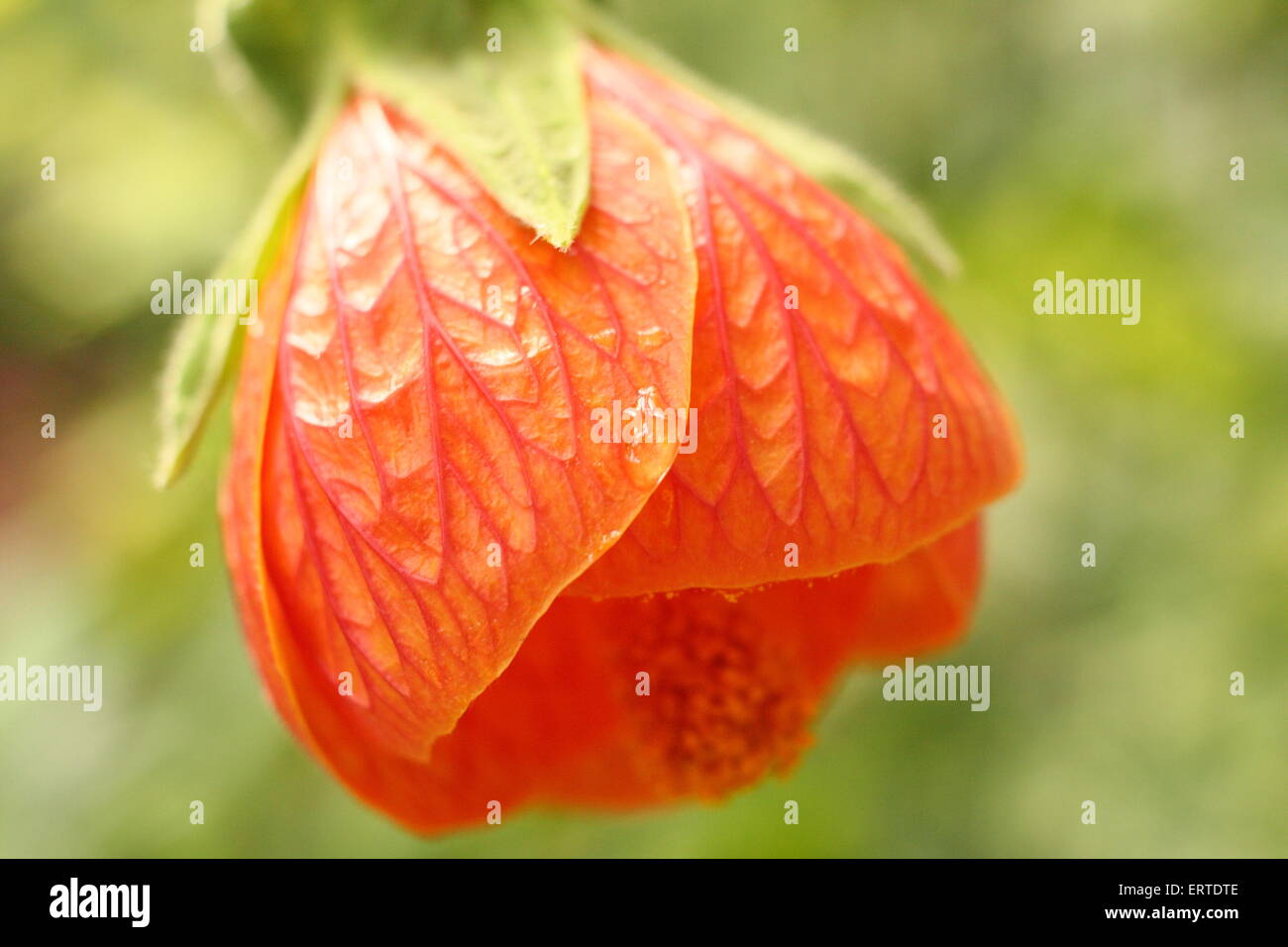Abutilon 'Marion' flower - close-up, blossoming in an English hothouse, England UK Stock Photo
