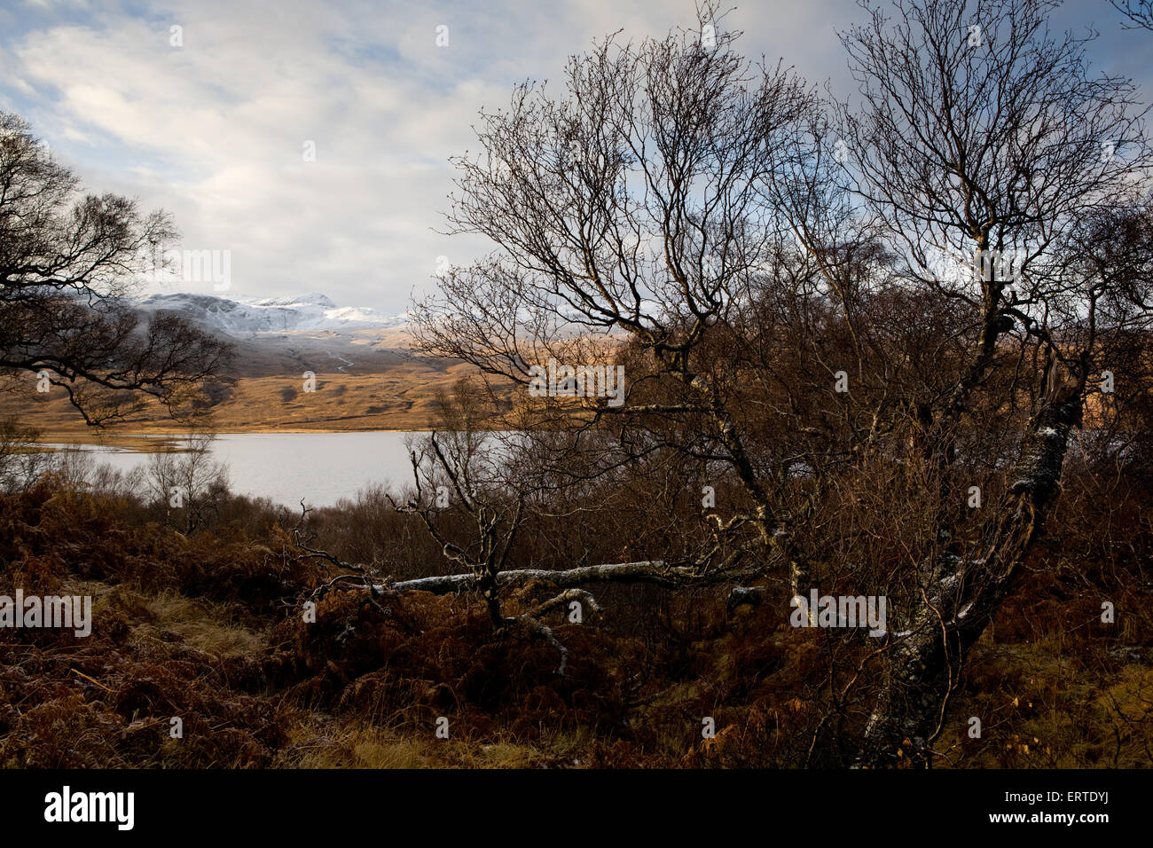 The most northerly forest in Britain, Loch Hope, the Highlands, Scotland Stock Photo