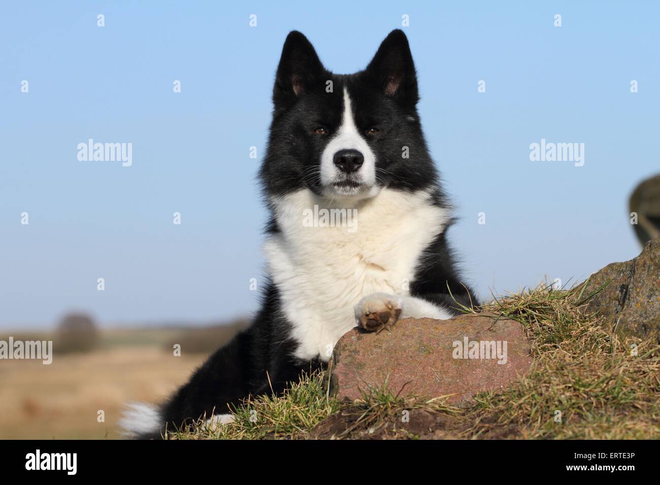 lying Karelian Bear Dog Stock Photo