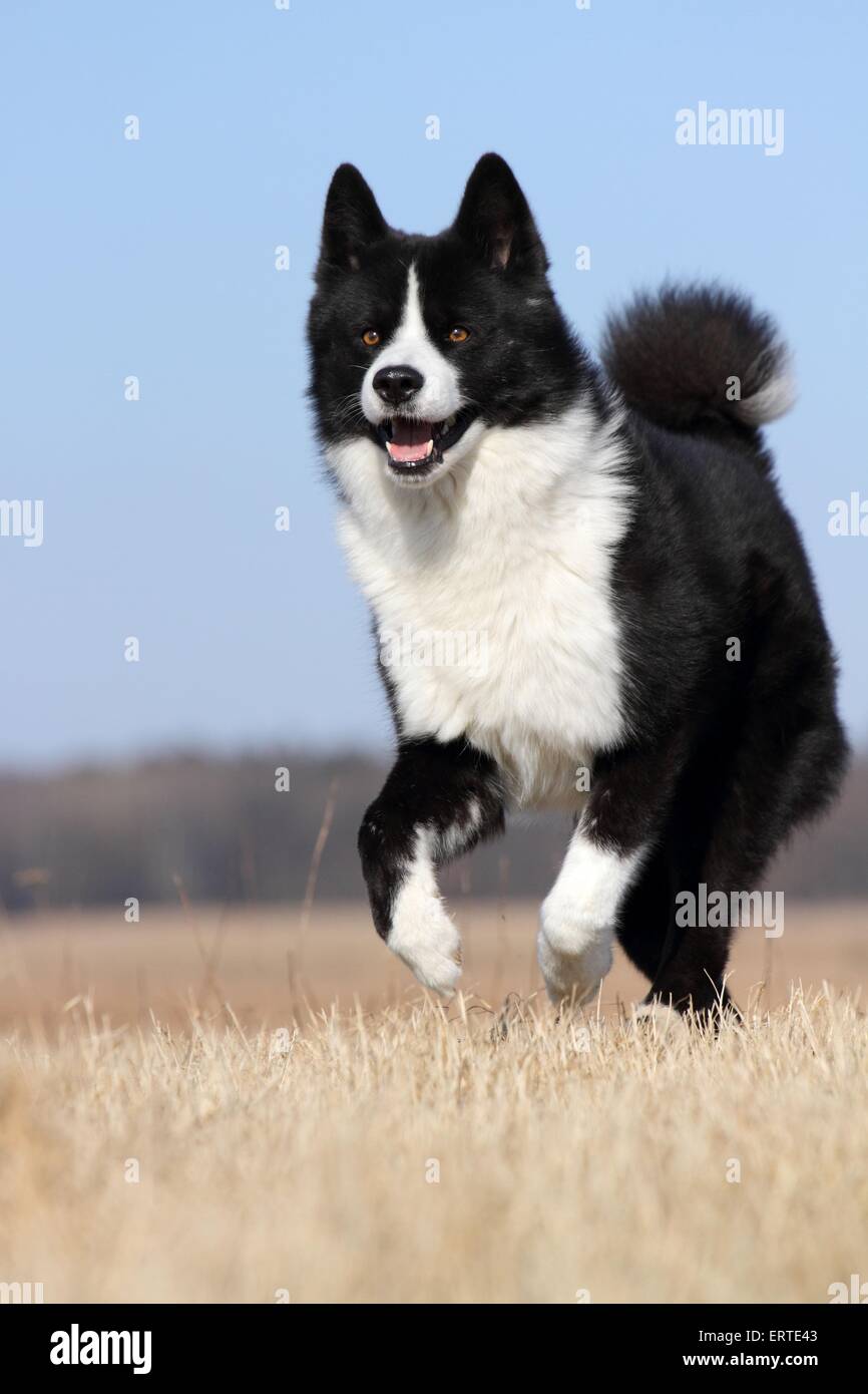 running Karelian Bear Dog Stock Photo
