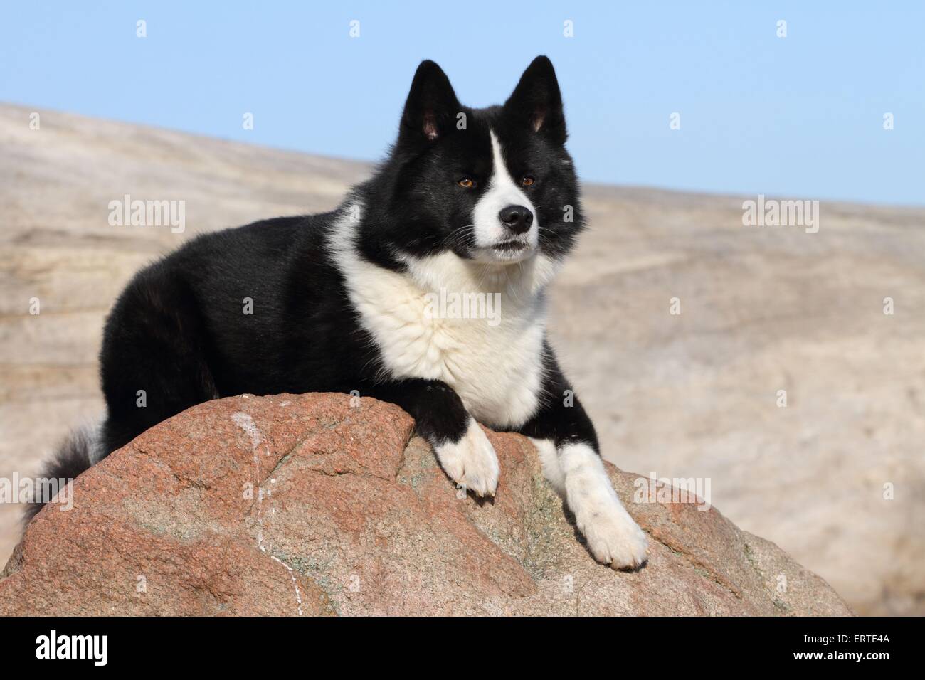 lying Karelian Bear Dog Stock Photo