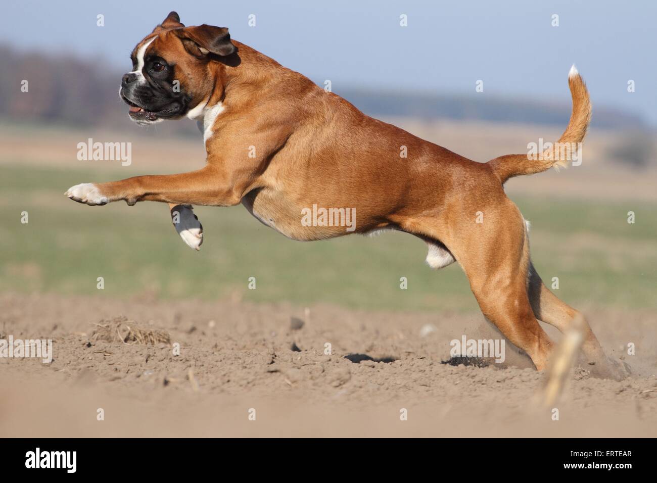 running German Boxer Stock Photo Alamy