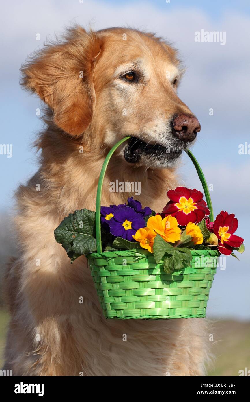 Golden Retriever retrieves flowers Stock Photo - Alamy