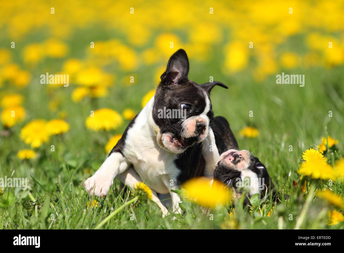 how big do boston terrier puppies get