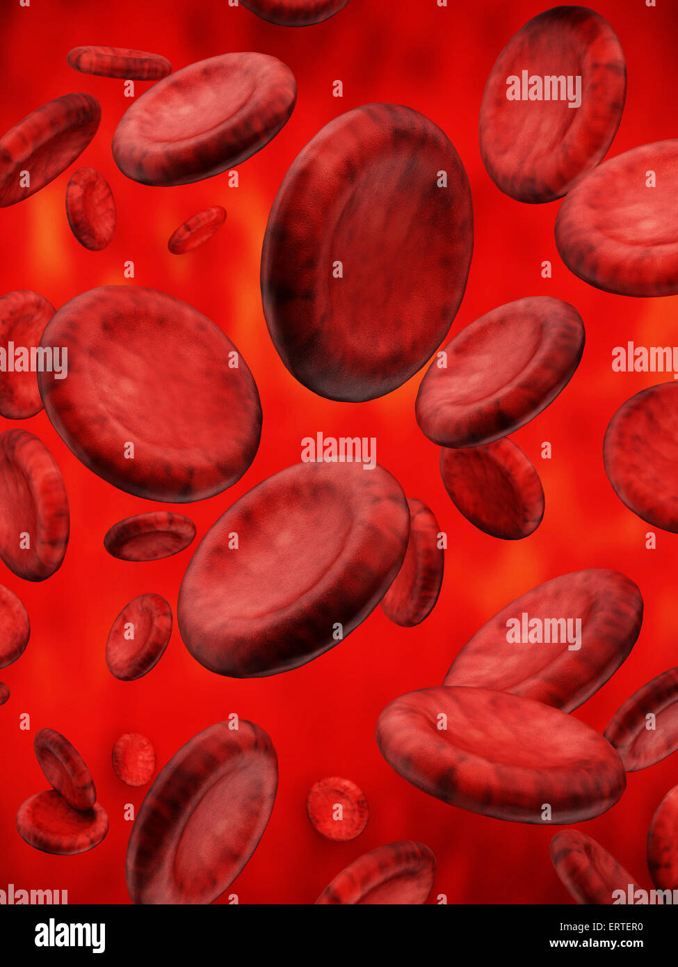 Red blood cells flowing inside the vein Stock Photo