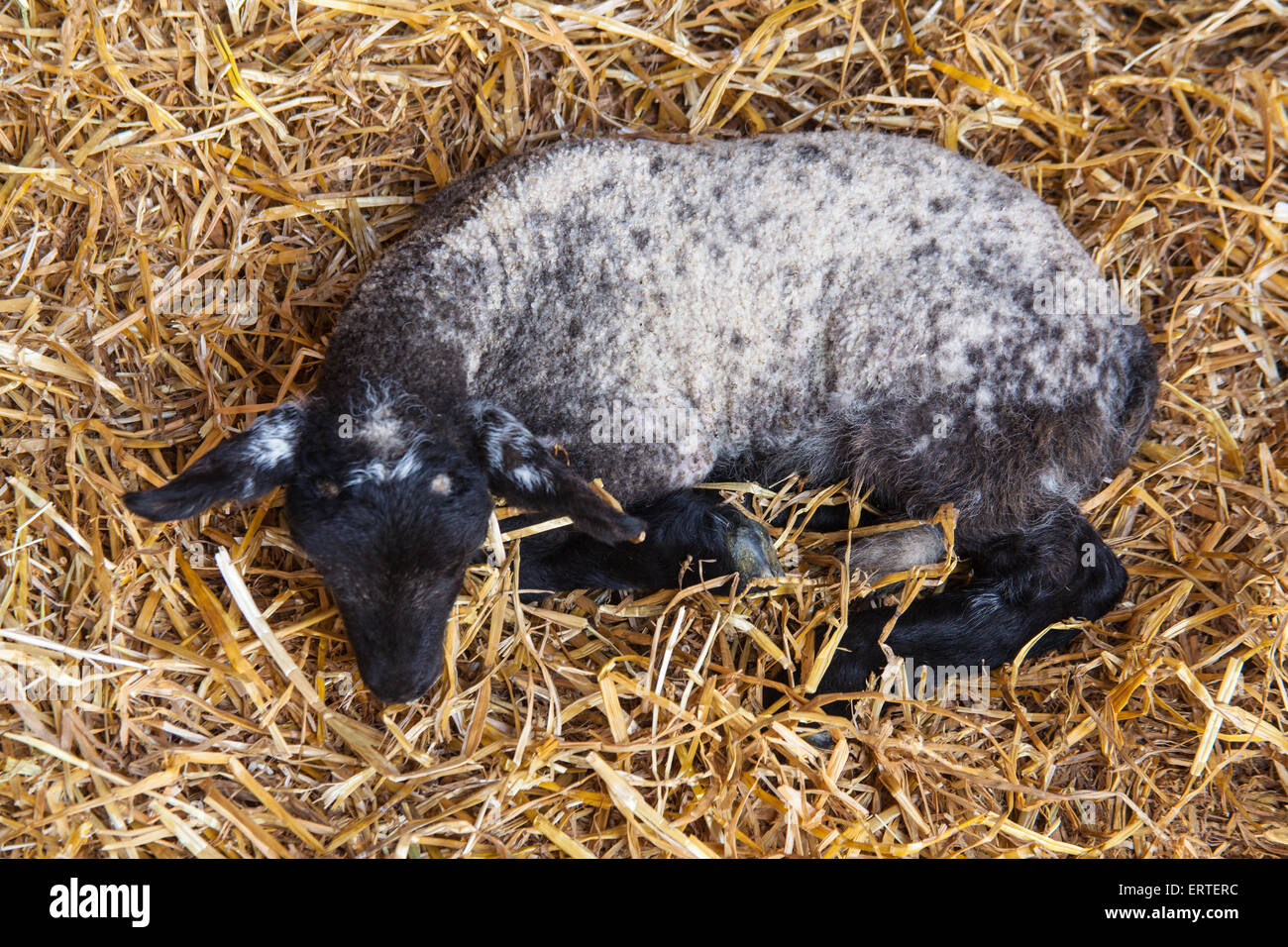 Young lamb at Cheriton Middle Farm on open farm Sunday, Hampshire