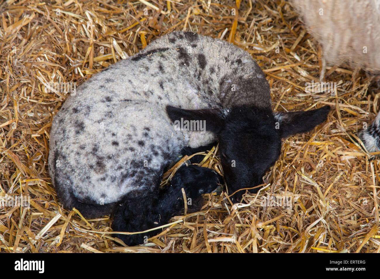 Young lamb at Cheriton Middle Farm on open farm Sunday, Hampshire