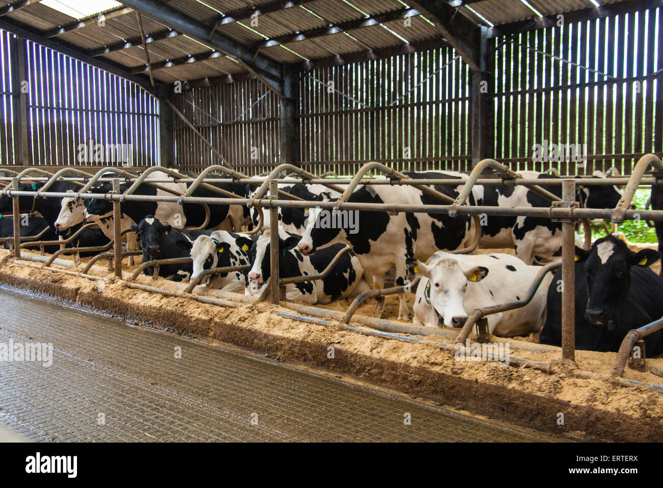intensive-farming-cattle
