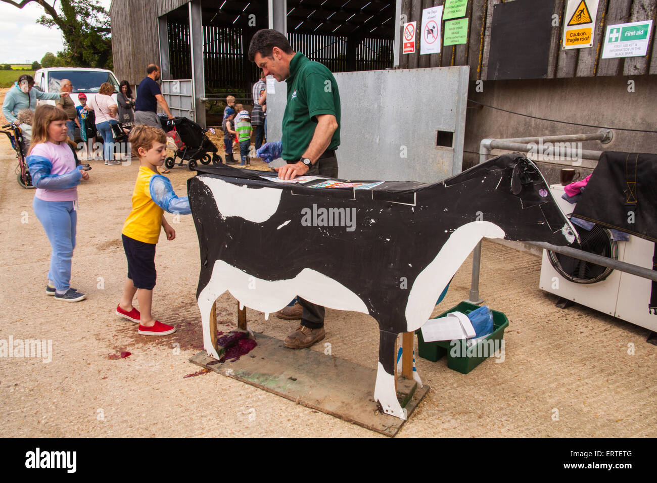 Boy calving the training cow at Cheriton Middle Farm on open farm ...
