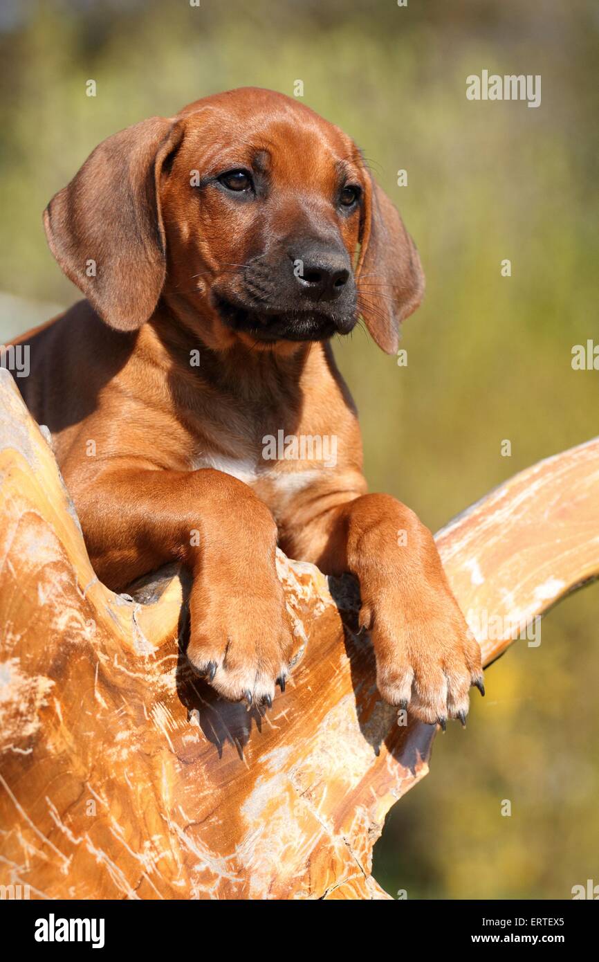 Lion Puppy High Resolution Stock Photography And Images Alamy