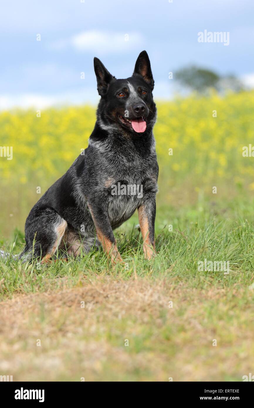 sitting Australian Cattle Dog Stock Photo - Alamy