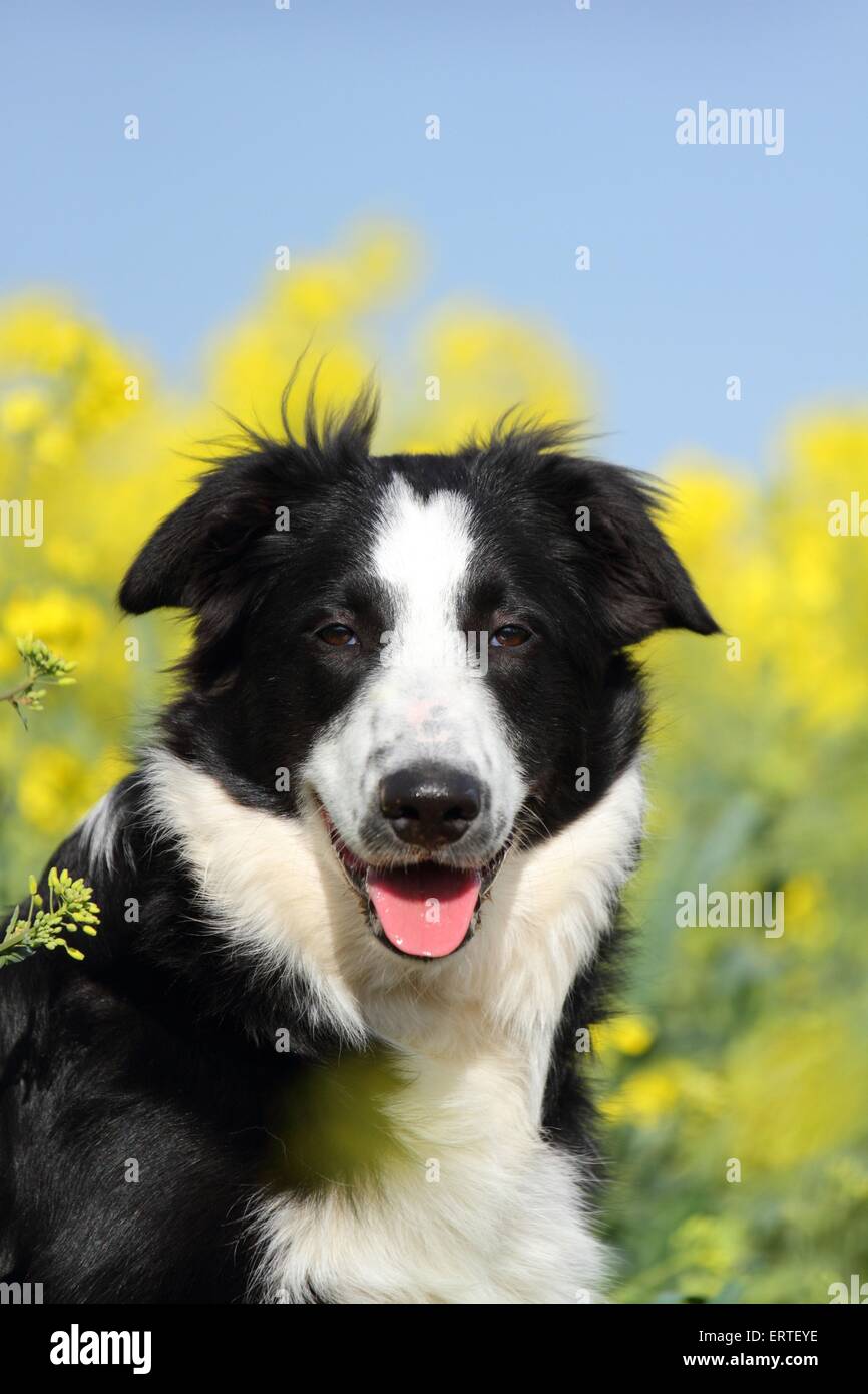 DIY-Häkelteppich-Set – Border Collie Motiv, 21x29 Zoll, Mit Garn & Nadel
