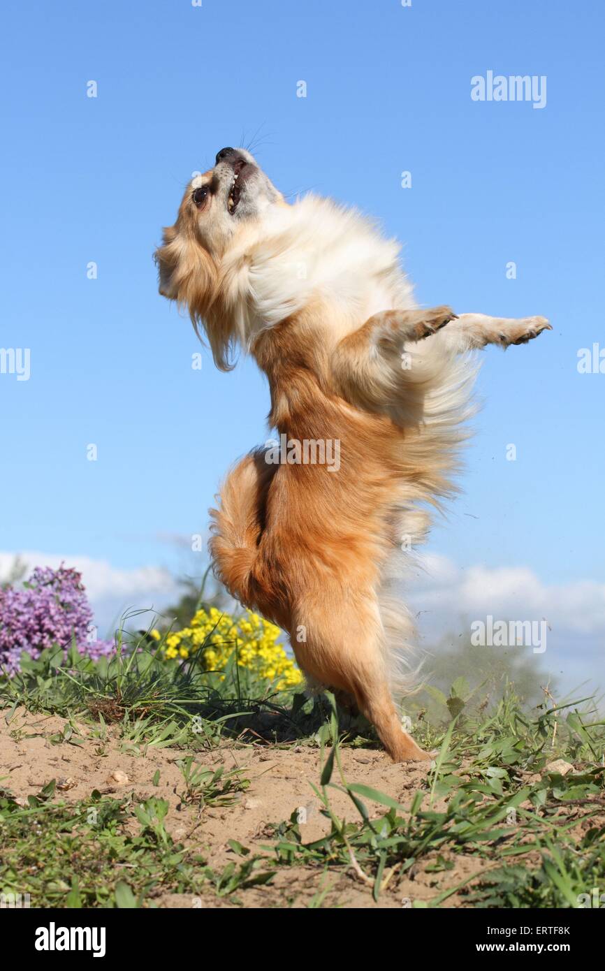 longhaired Chihuahua shows trick Stock Photo