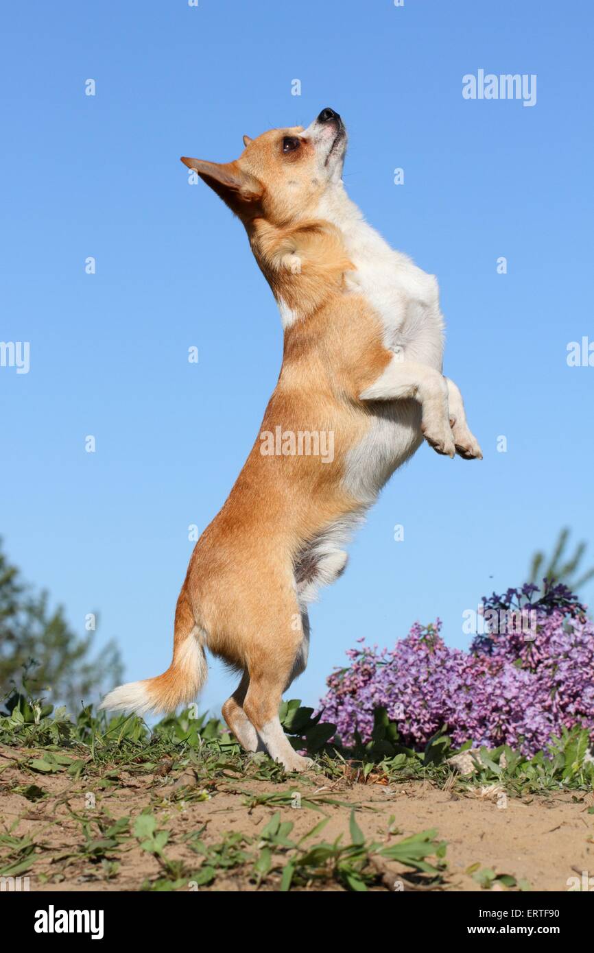 shorthaired Chihuahua shows trick Stock Photo