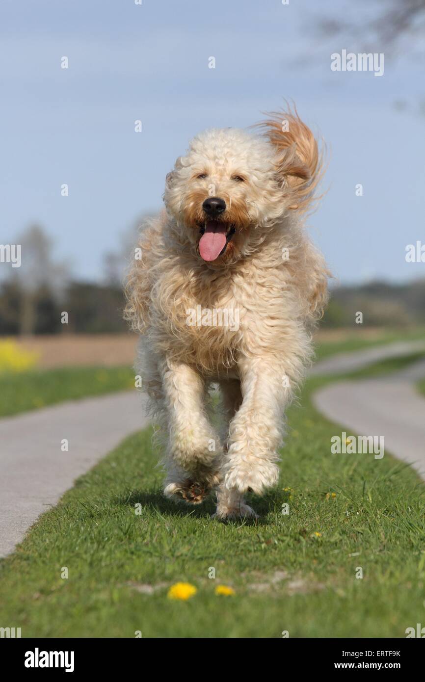 running Goldendoodle Stock Photo Alamy