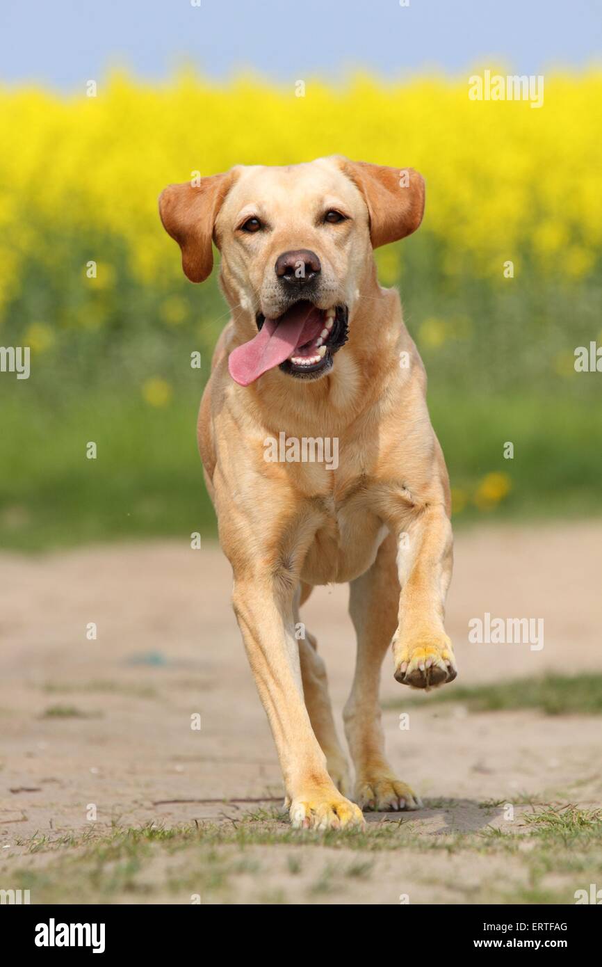 Labradane Running running Labrador Retriever Stock Photo - Alamy