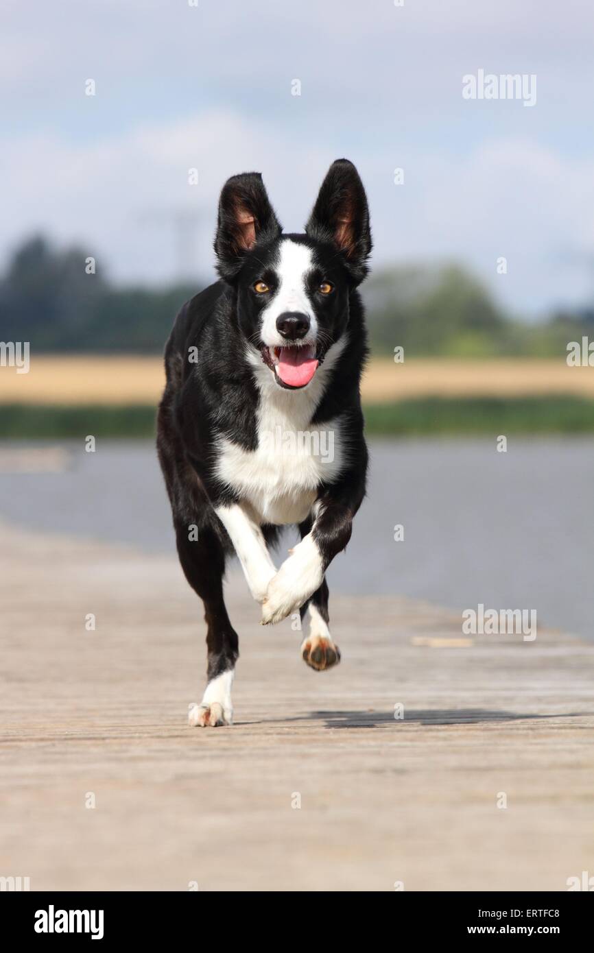 running Border Collie Stock Photo - Alamy