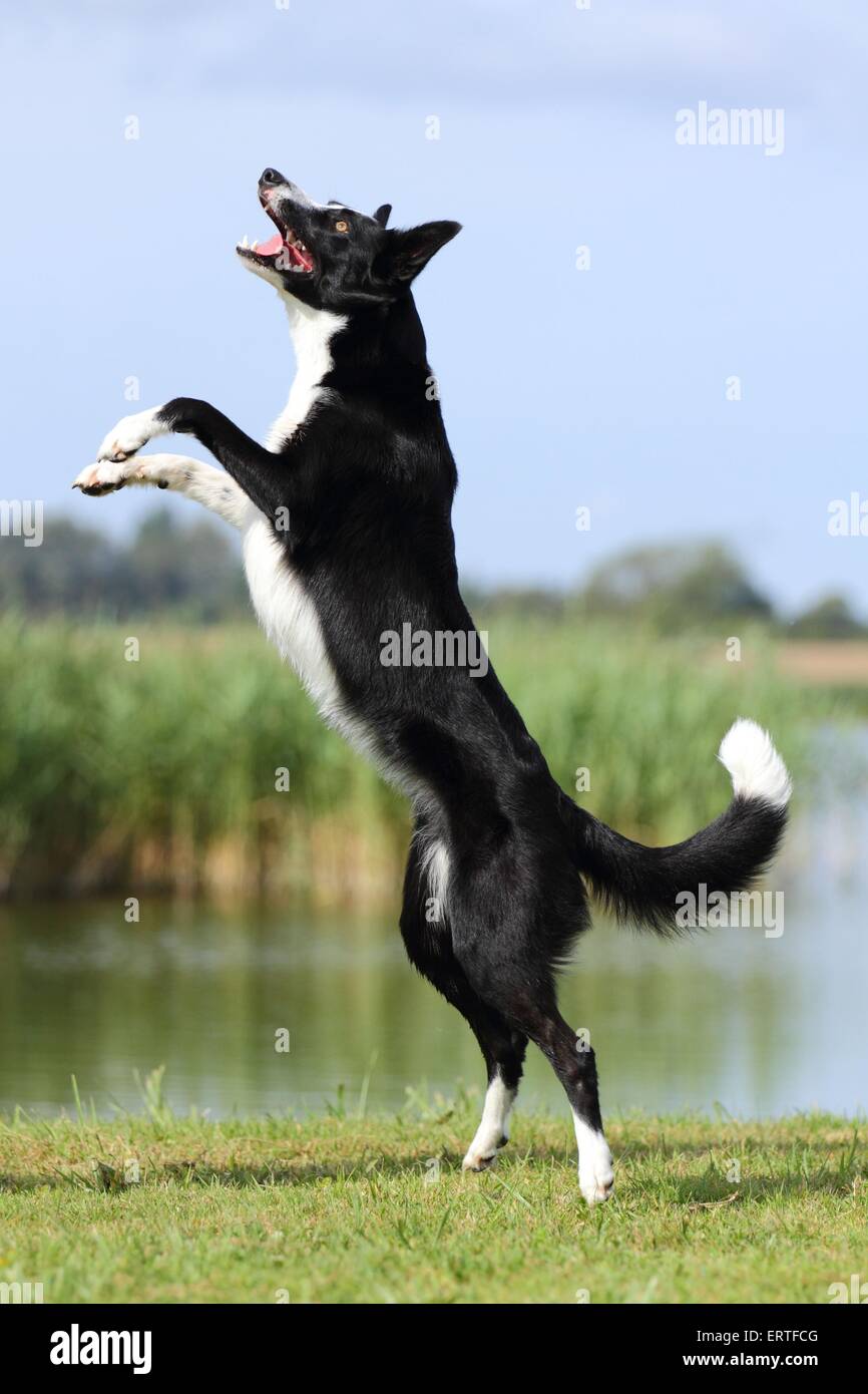 jumping Border Collie Stock Photo Alamy