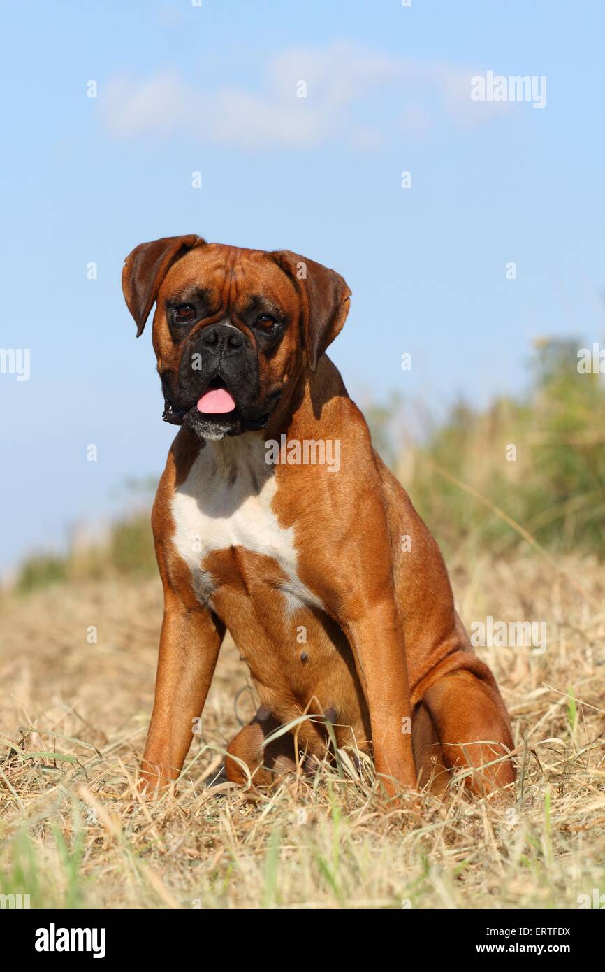 sitting German Boxer Stock Photo - Alamy