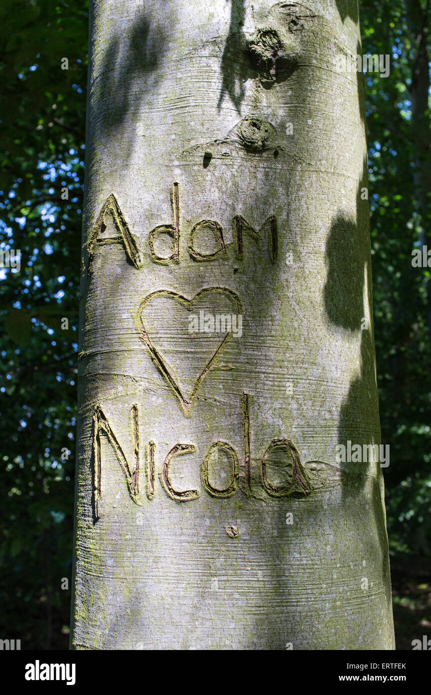 Adam Loves Nicola Carved into bark of Beech Tree Stock Photo