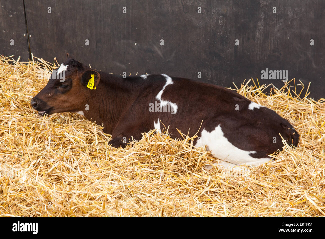 Eight week old dairy calf at Cheriton Middle Farm, Cheriton, Hampshire, England, United Kingdom. Stock Photo