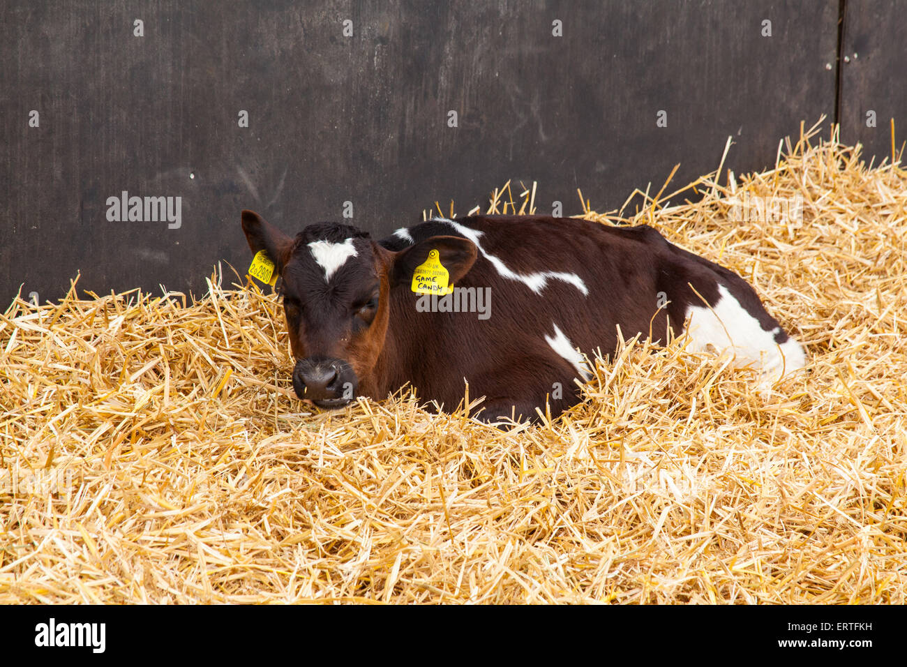 Eight week old dairy calves at Cheriton Middle Farm, Cheriton, Hampshire, England, United Kingdom. Stock Photo