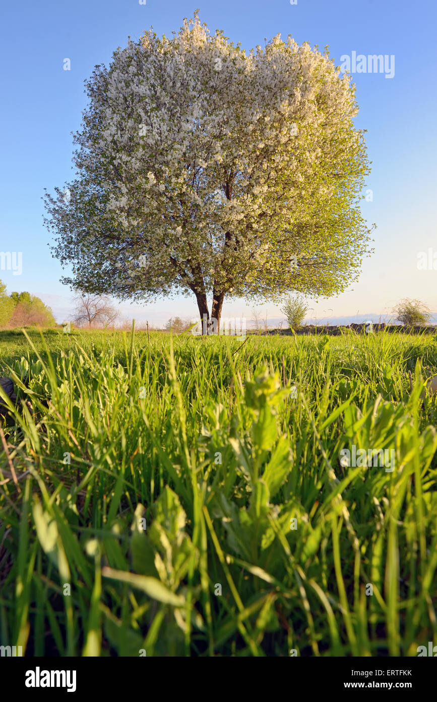 single tree in spring on green field Stock Photo