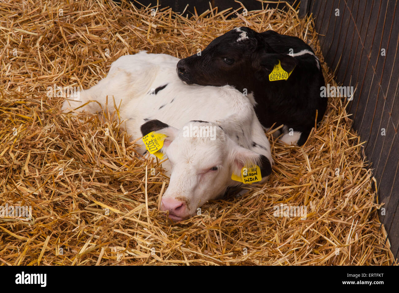 Eight week old dairy calves at Cheriton Middle Farm, Cheriton