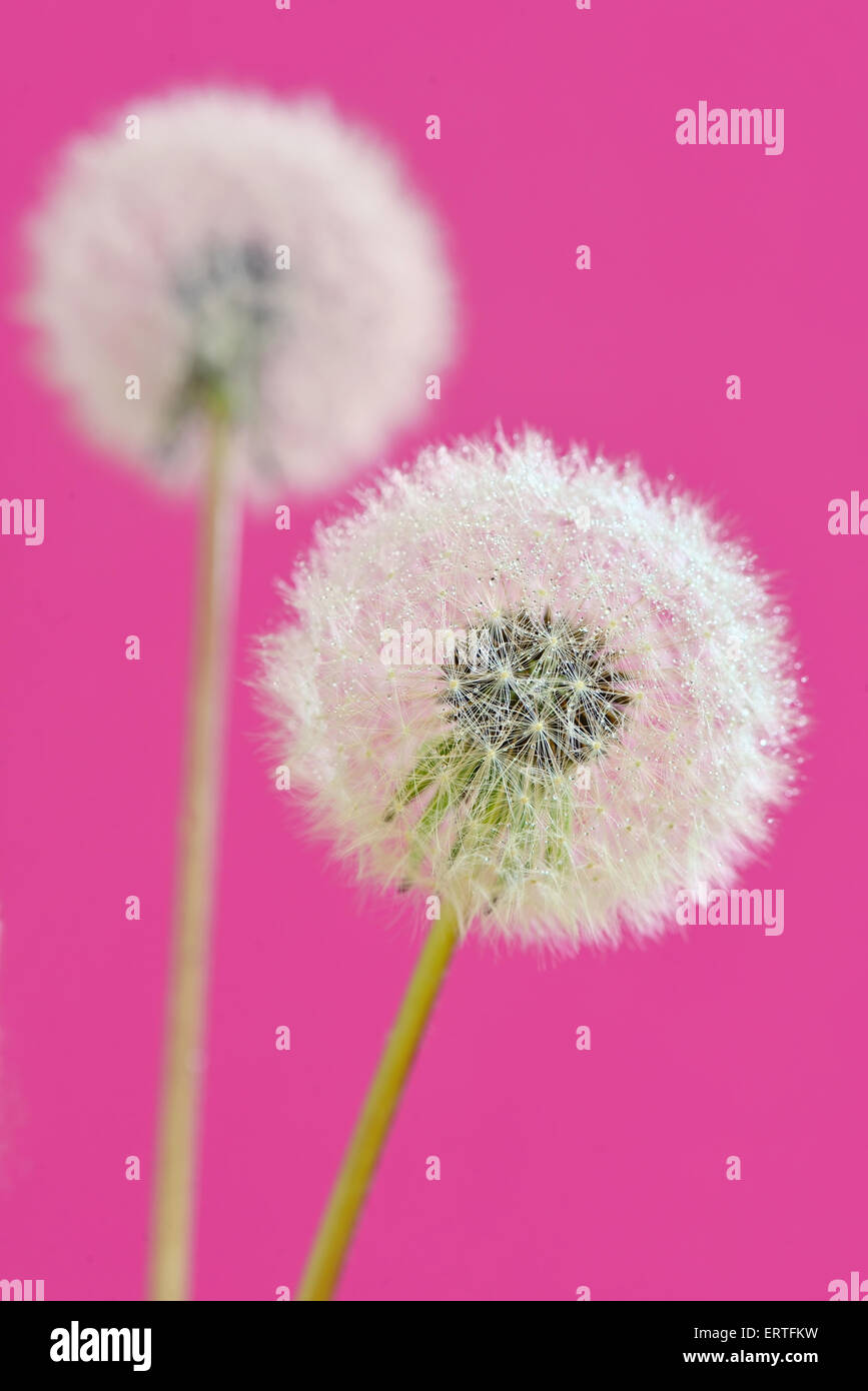 close up of dandelion isolated Stock Photo