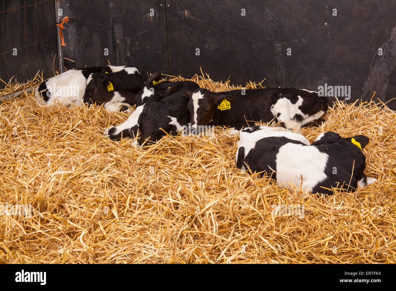 Eight week old dairy calves at Cheriton Middle Farm, Cheriton, Hampshire, England, United Kingdom. Stock Photo