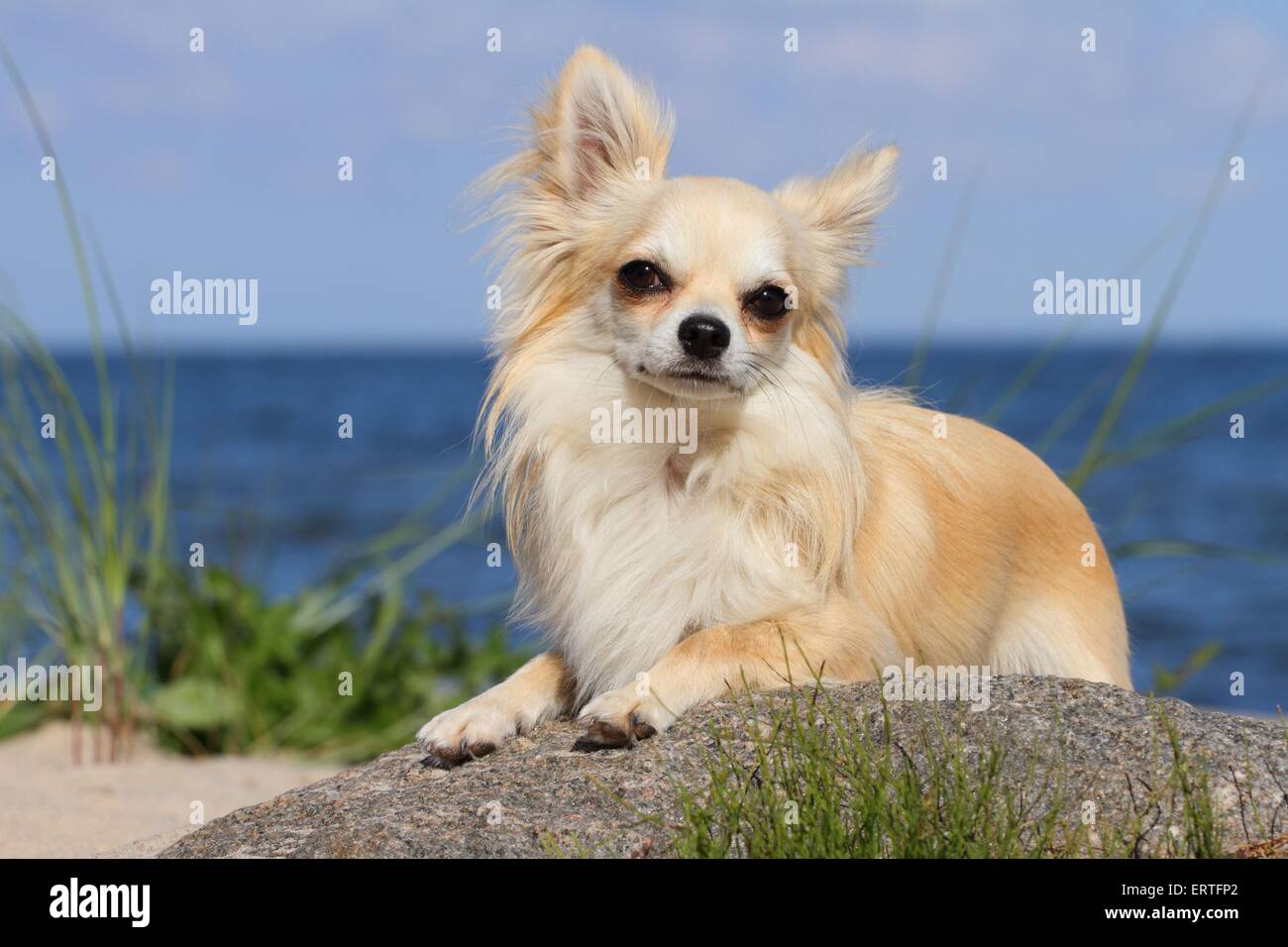 Chihuahuas with blonde hair hi-res stock photography and images - Alamy