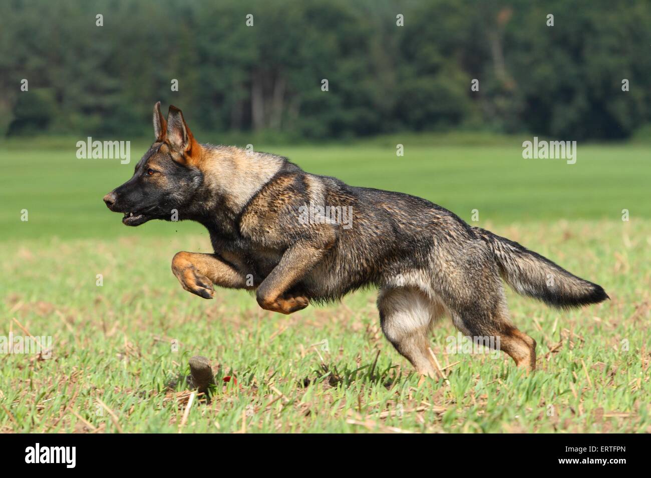 East germany sales german shepherd