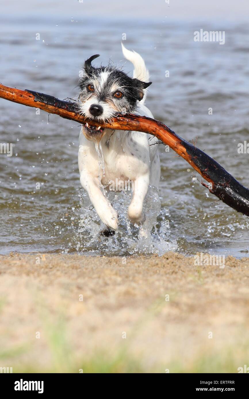 playing Jack Russell Terrier Stock Photo Alamy