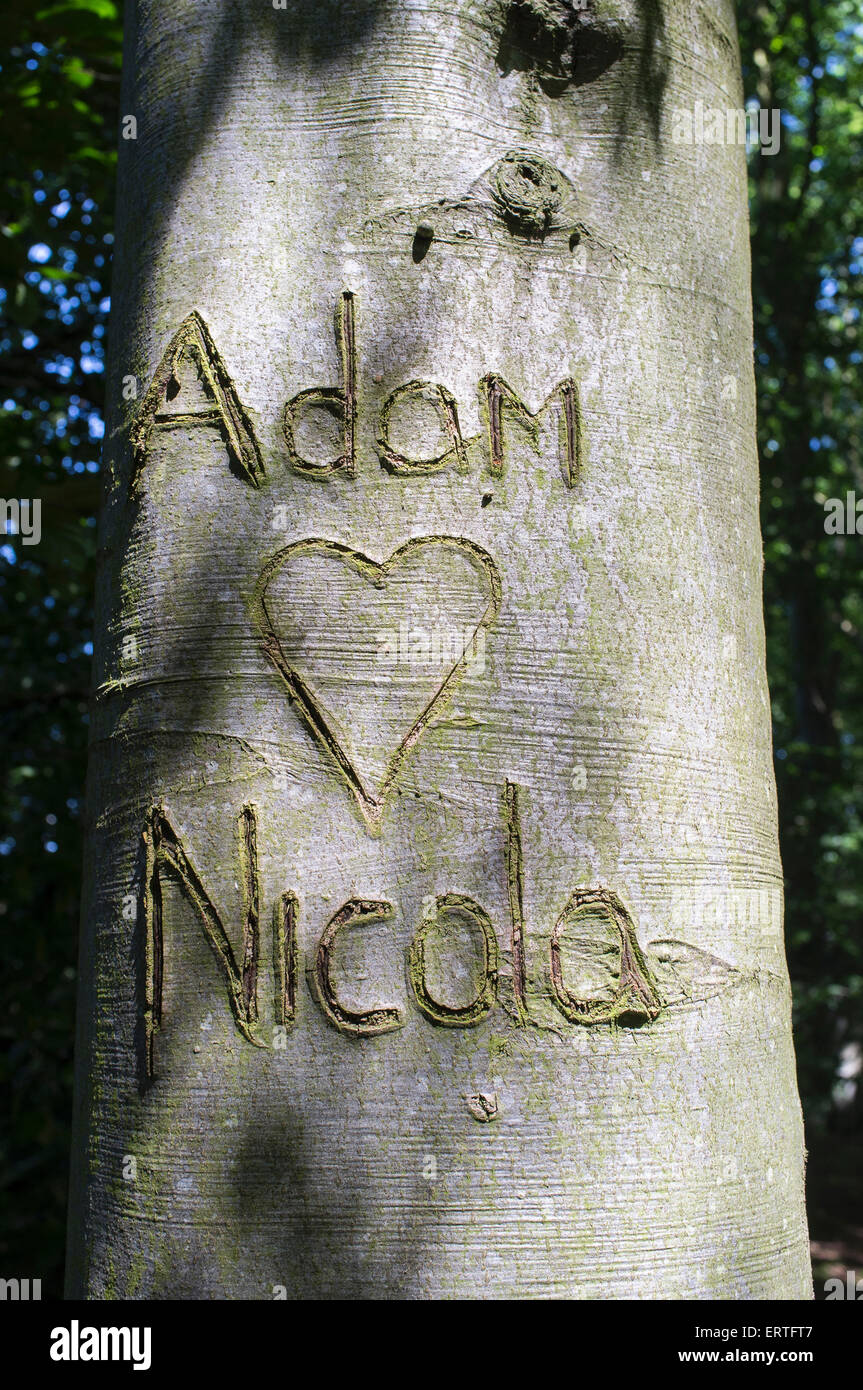 Adam Loves Nicola Carved into bark of Beech Tree Stock Photo