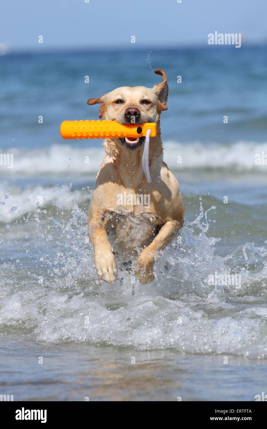 Bright labrador retriever dog playing hi-res stock photography and ...