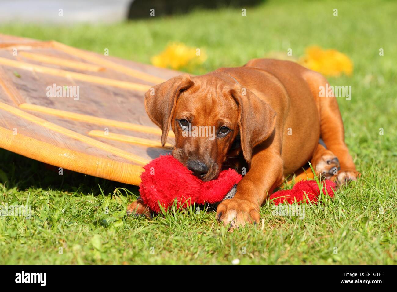 Rhodesian Ridgeback Puppy Stock Photo Alamy
