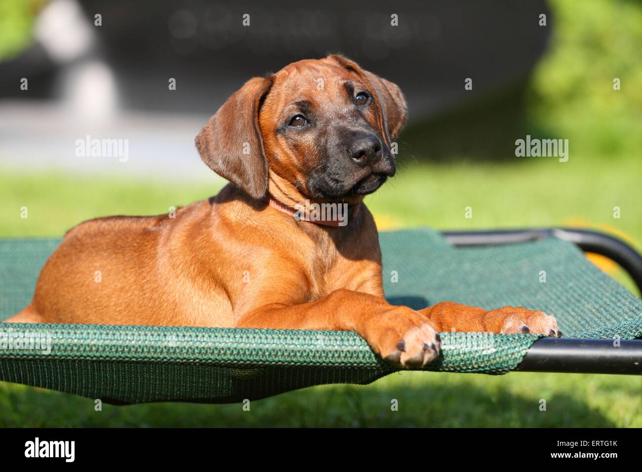 Rhodesian Ridgeback Puppy Stock Photo Alamy
