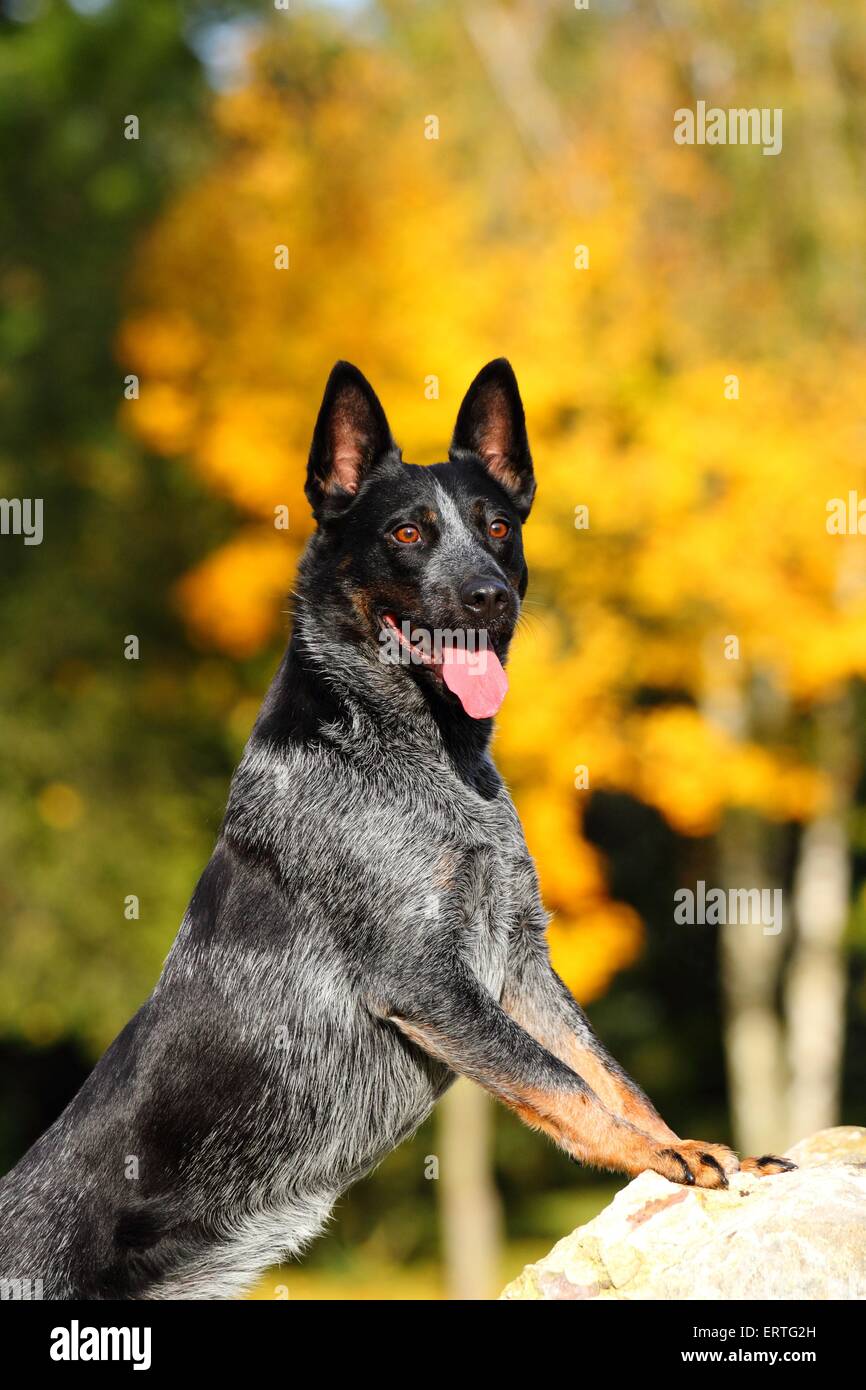 Australian Cattle Dog Stock Photo Alamy