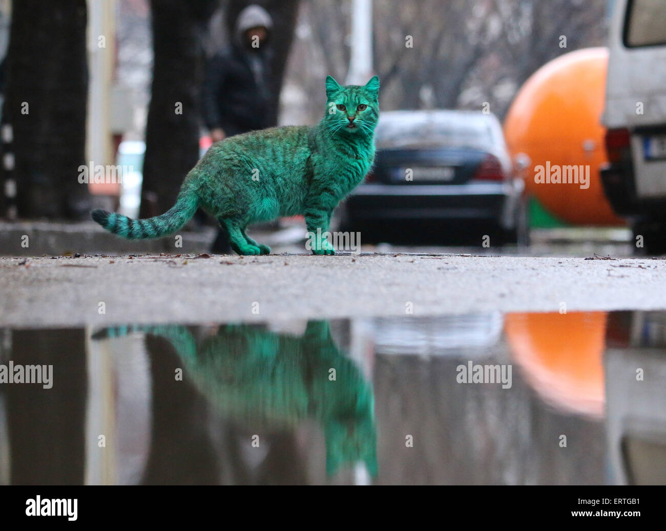 Зеленая кошка