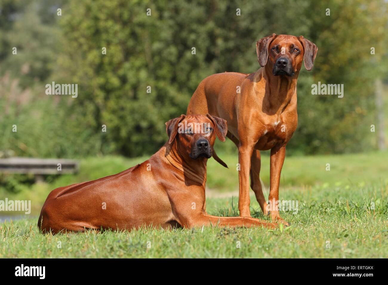 ridgeback 2