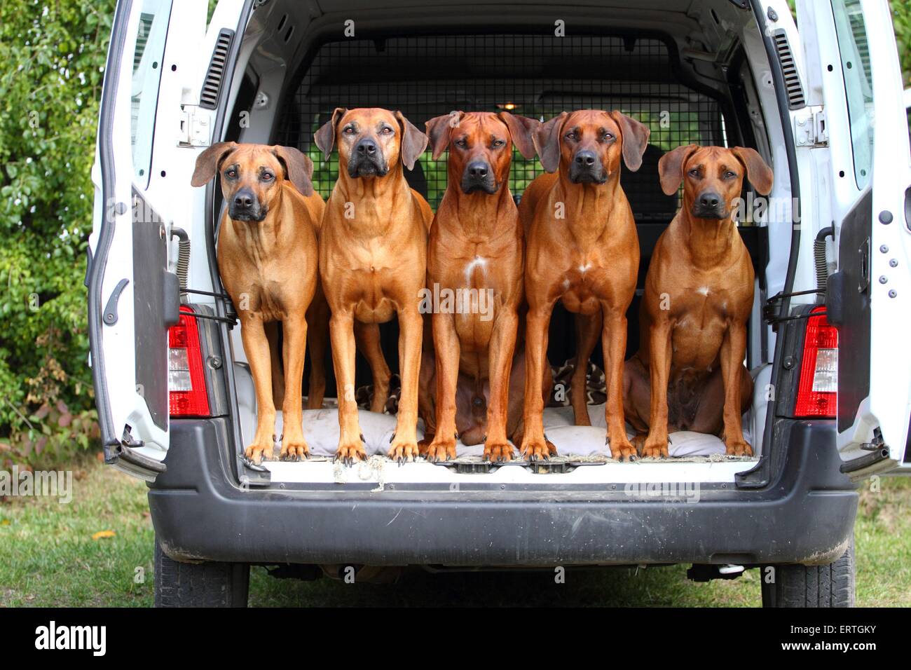 5 Rhodesian Ridgebacks Stock Photo Alamy