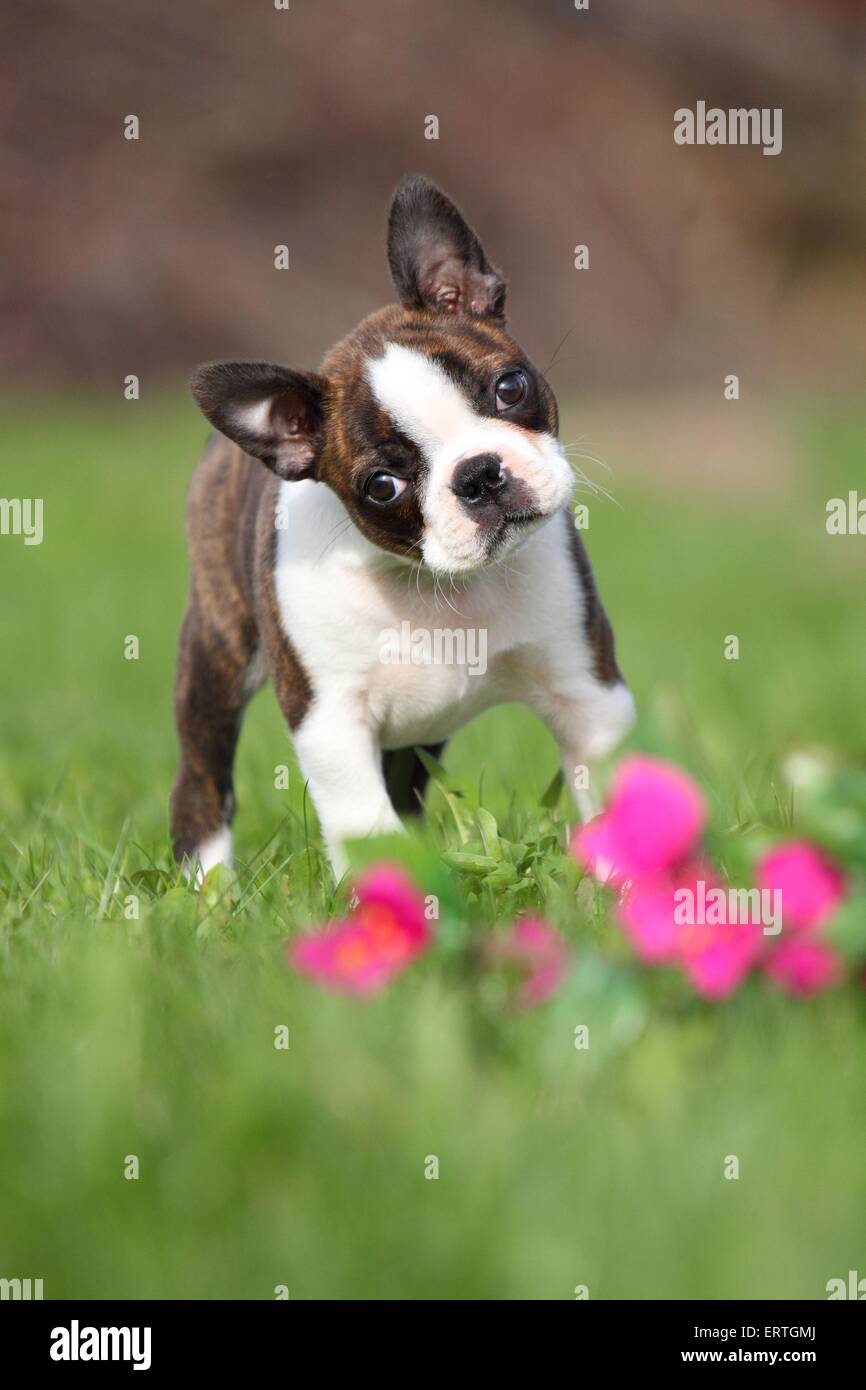 Boston Terrier Puppy for sale - The Perfect Puppy West Warwick, image size:866x1390