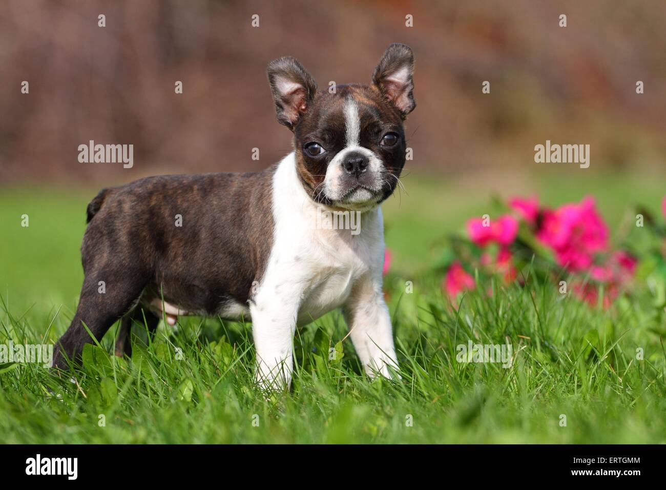 Boston Terrier Puppy Stock Photo Alamy